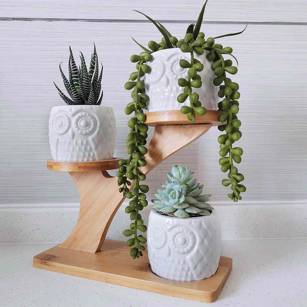 A 3 Pieces Owl Shaped Succulent Pots With A Bamboo Stand