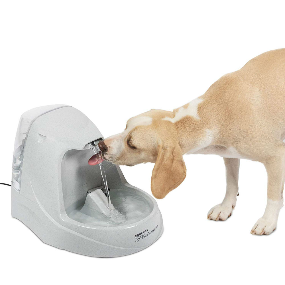 An Innovative Pet Water Fountain To Help Them Drink Water With Fun