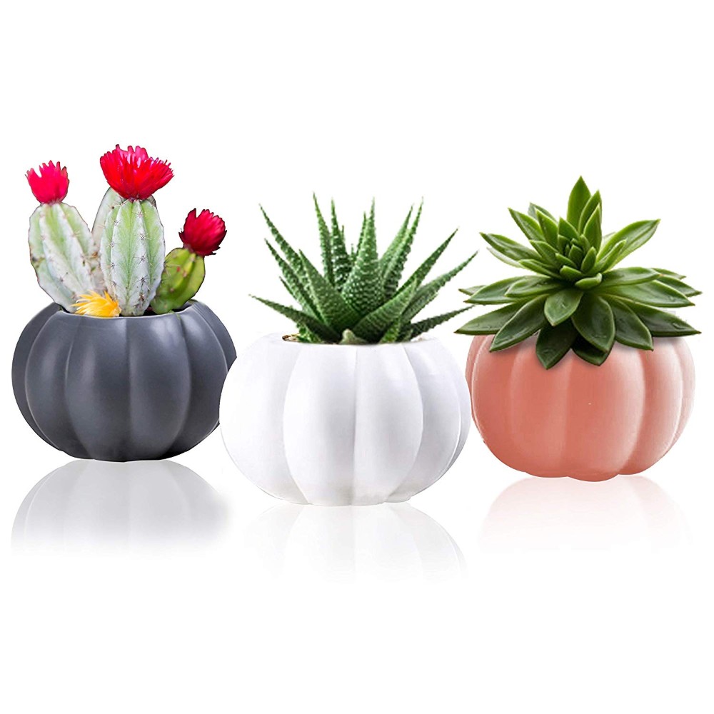 Ceramic Succulent Planter Set To Place Your Beautiful Plants 