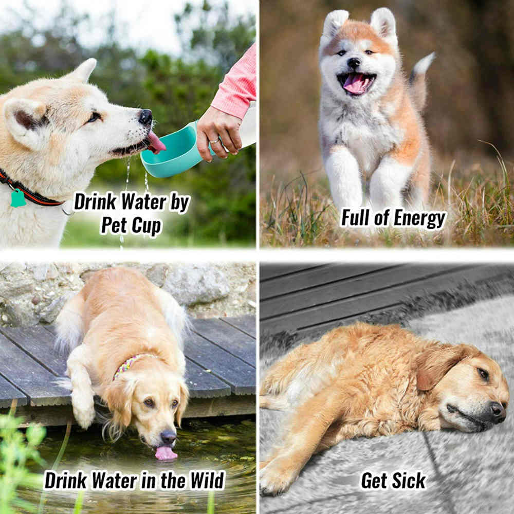 Portable Dog Water Bottle for Your Loving Pets