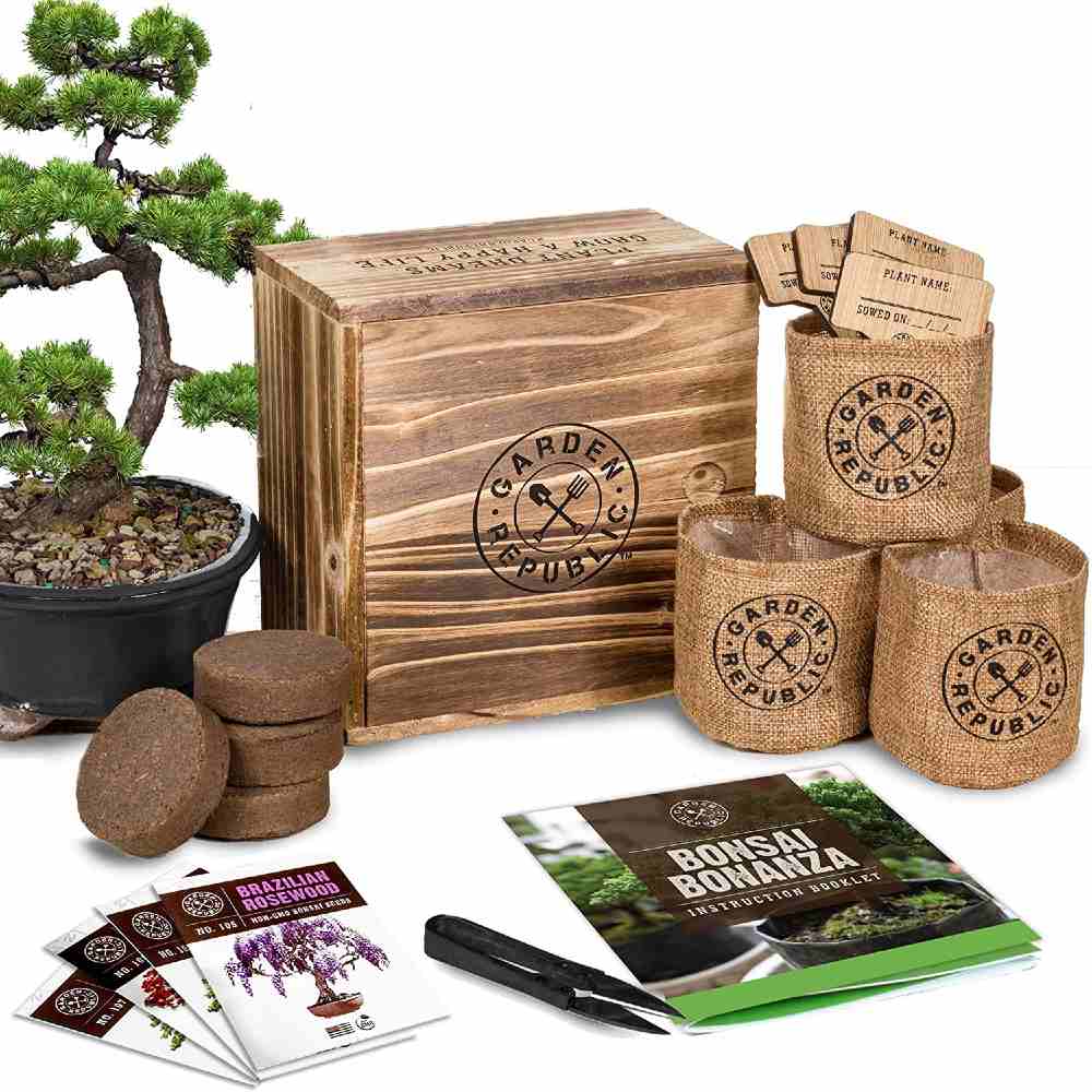 GARDEN REPUBLIC Bonsai Tree Starter Kit