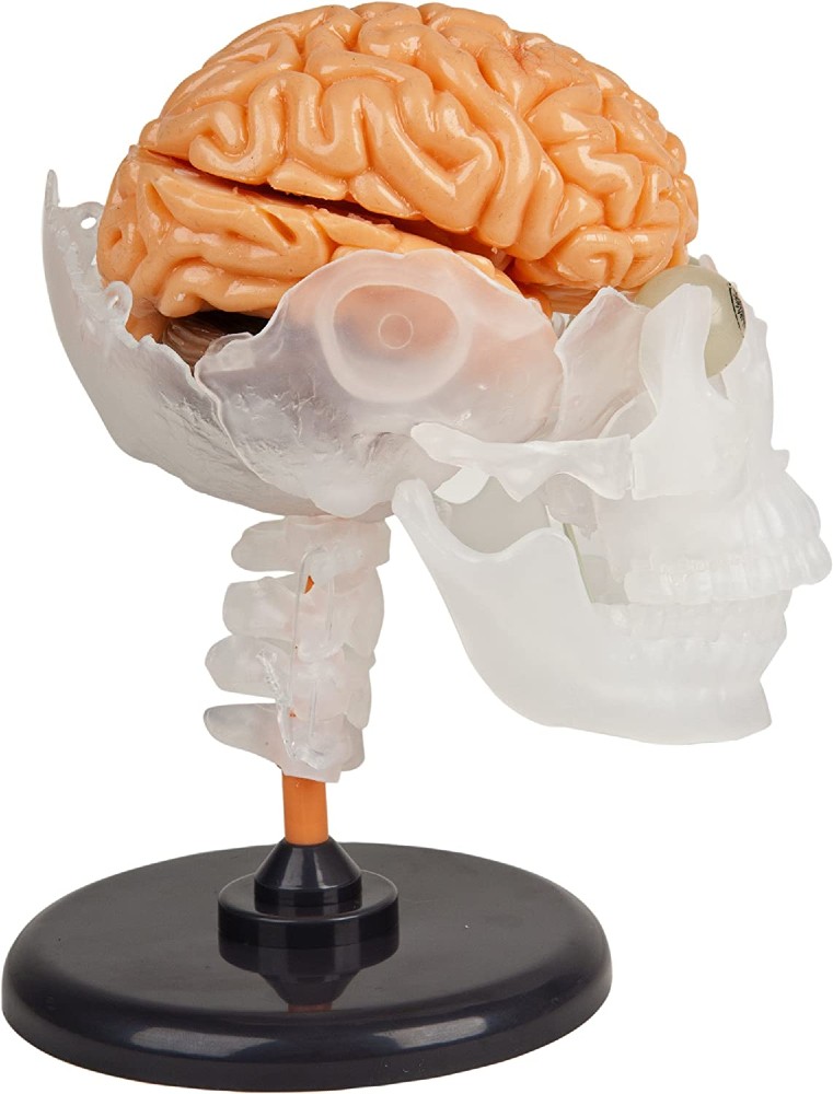 SmartLab Squishy Brain Toy