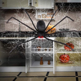 Black Hairy Halloween Spider with LED Eyes