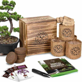 Bonsai Tree Starter Kit: Best Gift For All