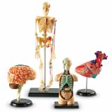 Human Anatomy Model Set Kids’ Learning Ages 5+