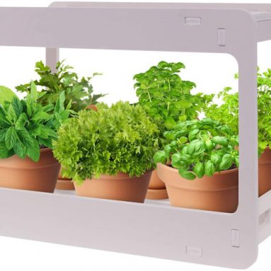Best Indoor Herb Garden Kit for your Favorite Herbs